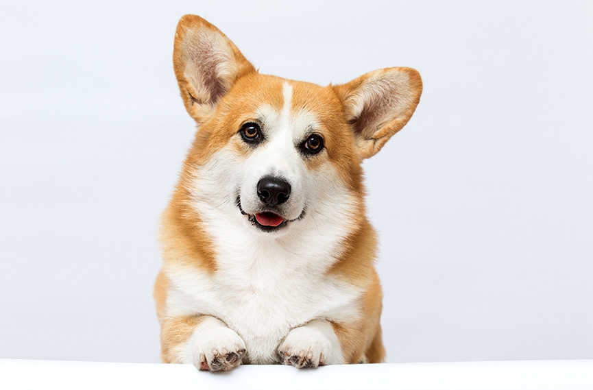 短腿哥基犬有尾定冇尾-一文解讀性格特點-掉毛情況及體檢建議